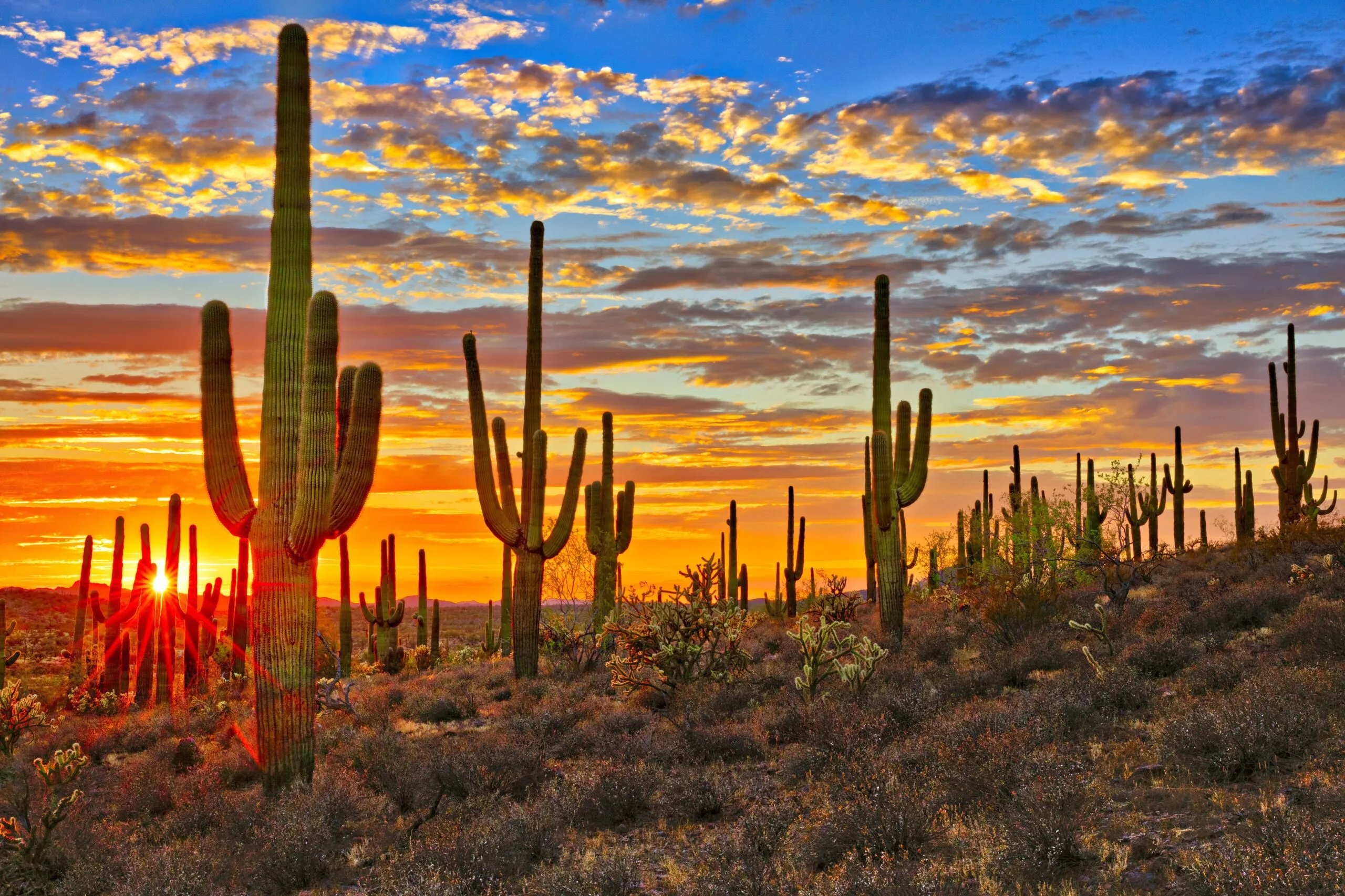 Phoenix AZ Phoenix AZ
