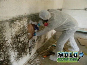 Mold Removal Greensboro NC