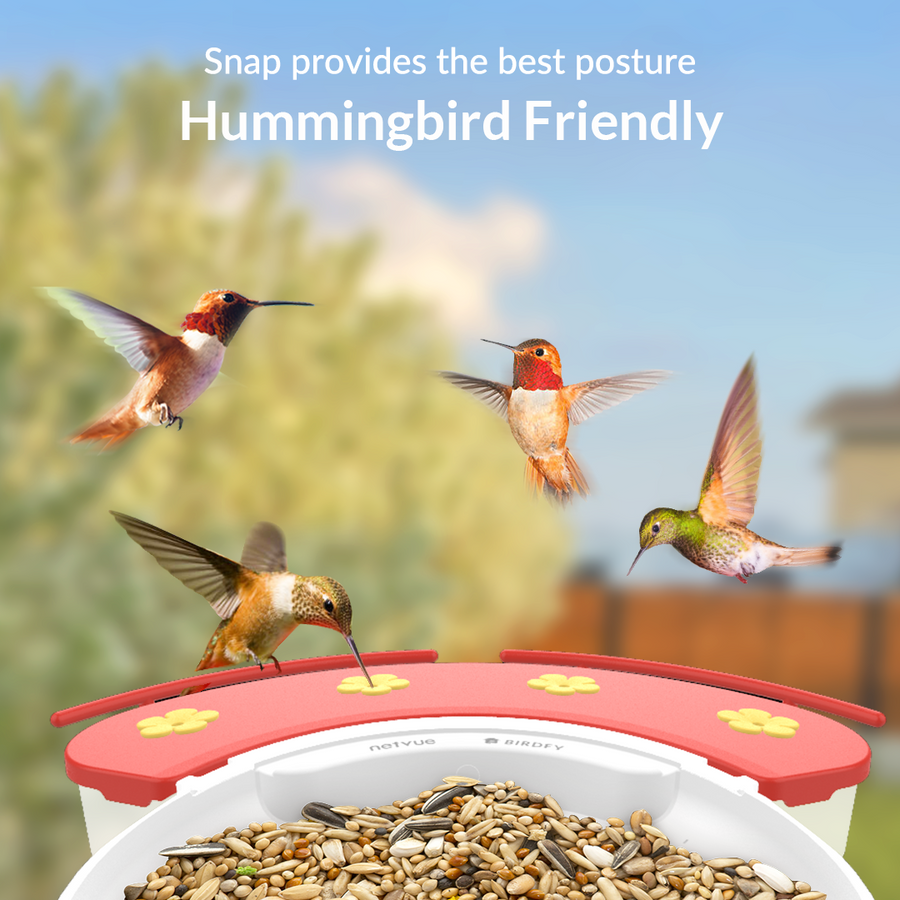 Birdfy Hummee Hummingbird friendly Birdfy Hummee Hummingbird friendly